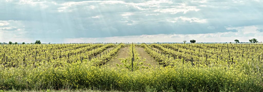 Viticultura sostenible en Finca Tinedo